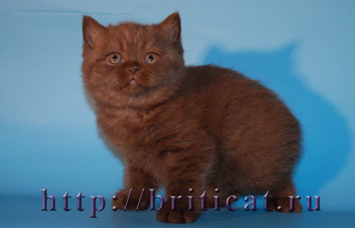 британский плюшевый шоколадный котенок