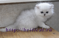 персидский котенок продажа