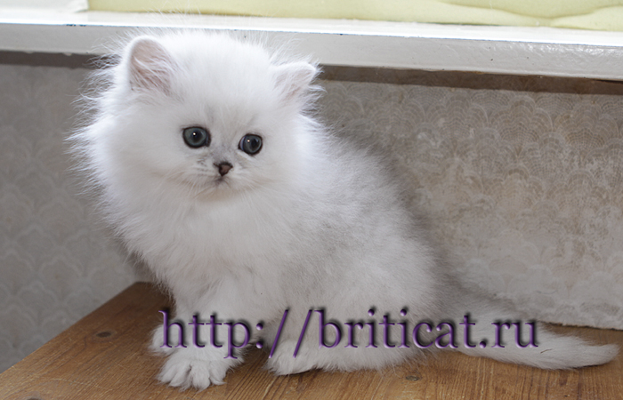 персидский котенок серебристая шиншилла продажа