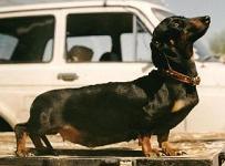 Барбариска за несколько дней до появления первых щеночков. 1996 год
